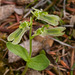 Neottia borealis (Northern Twayblade orchid)