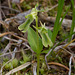 Neottia borealis (Northern Twayblade orchid)