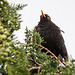 20140623 3430RTKw [D~LIP] Amsel [m] (Turdus mercula) [Schwarzdrossel], Garten, Bad Salzuflen