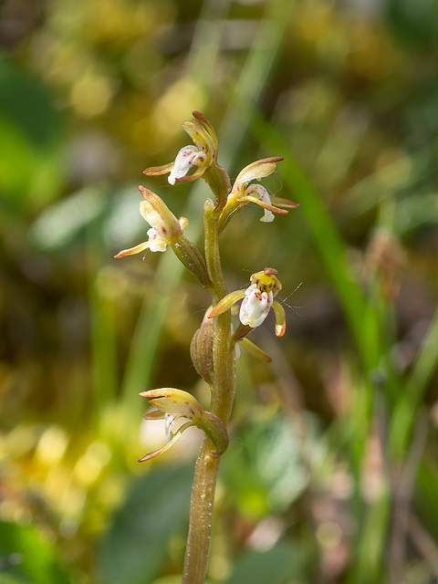 Corallorhiza trifida (Early Coralroot orchid)