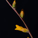 Dyckia remotiflora