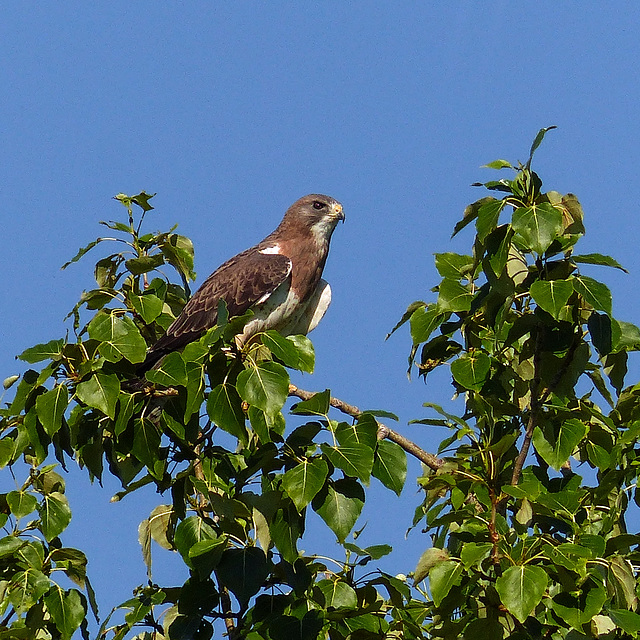 Swainson's Hawk