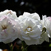 Rosenblüten im Rosensteinpark