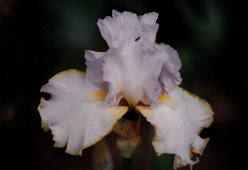Iris Chartreuse Ruffles