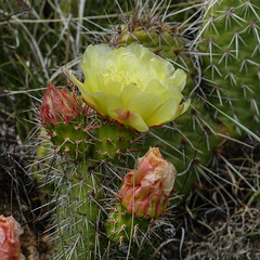 Delicate flower of the Prickly Pear