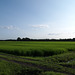 Paddy field_Three-month-old rice plants