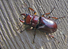 Redish Brown Stag Beetle