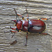 Redish Brown Stag Beetle
