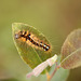 Knot Grass Caterpillar
