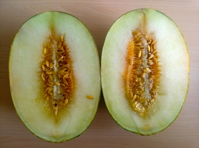 Melon after a brutal knife attack
