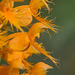 Platanthera chapmanii (Chapman's Fringed orchid)