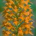 Platanthera chapmanii (Chapman's Fringed orchid)