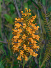Platanthera chapmanii (Chapman's Fringed orchid) ? or P. Xapalachicola?