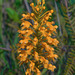 Platanthera chapmanii (Chapman's Fringed orchid) ? or P. Xapalachicola?