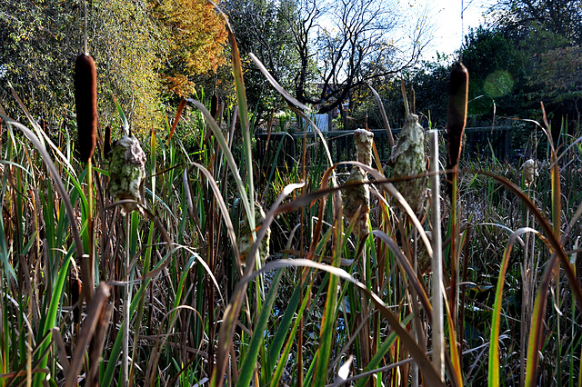 Bulrushes at Palmer Gardens, Trowbridge