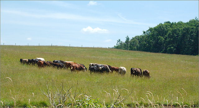 Cattle @ Cedar Creek