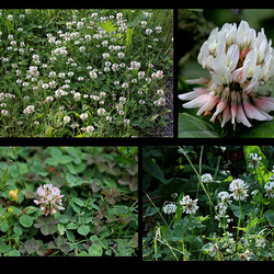 Trifolium repens -Trèfle rampant