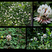 Trifolium repens -Trèfle rampant