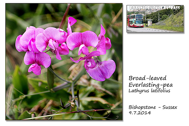 Broad-leaved Everlasting-pea - Bishopstone - 9.7.2014