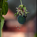Passiflora 'Sunburst' -fruit