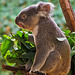 Portrait Koala (Profil)