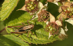 Roesels Bush Cricket Adult