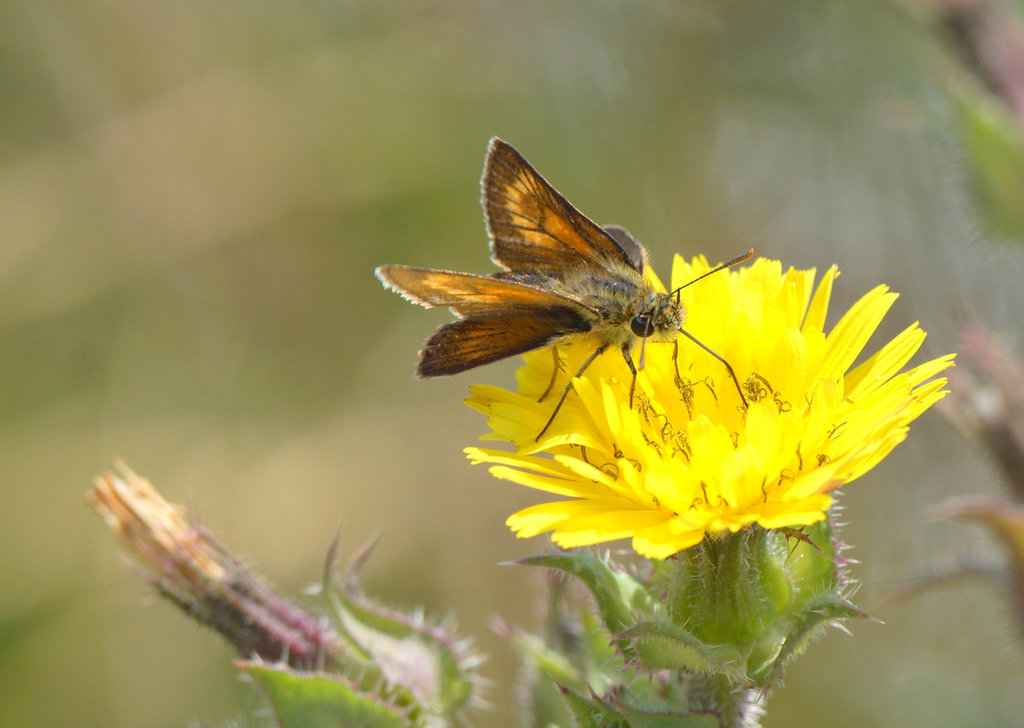 Lulworth Skipper