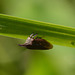 Thorn-mimic leaf hopper
