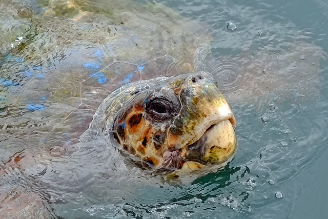 Argostoli Kefalonia Harbour Turtle X Pro 1 2 100% crop