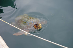 Argostoli Kefalonia Harbour Turtle X Pro 1 2