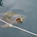 Argostoli Kefalonia Harbour Turtle X Pro 1 2