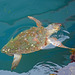 Argostoli Kefalonia Harbour Turtle X Pro 1 1