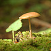 Friston Forest Fungi