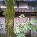 Trees by the bamboo fence