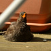 Sunbathing Blackbird