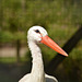 Stork watch