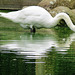 swan , regents park, london