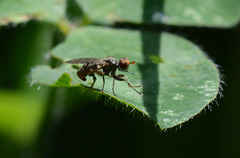 Tiny fly of some sort
