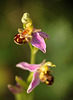 Bee Orchids @ Combe Haven Countryside Park