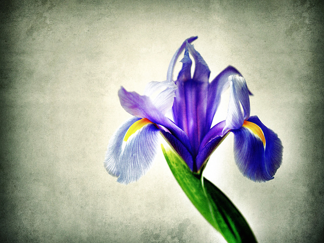 iris colour