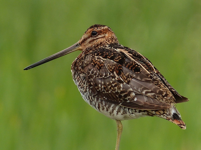 Wilson's Snipe - what a beauty
