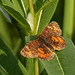 Small, orange butterfly