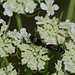 Very small elongated beetles
