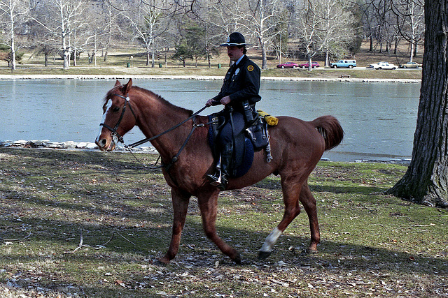St Louis Mounted Police, 1991