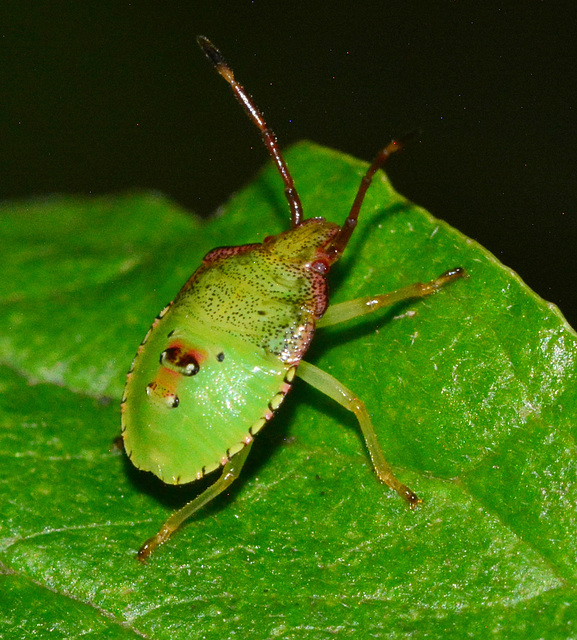 Young Shieldbug
