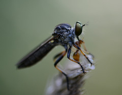 Robber fly has supper