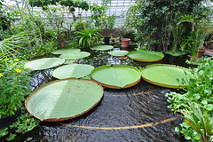 Hortus botanicus – Victoria Amazonica