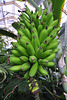 Hortus botanicus – Bananas