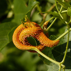 Rust fungus on Western White Clematis