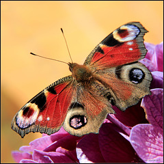Papillon Paon